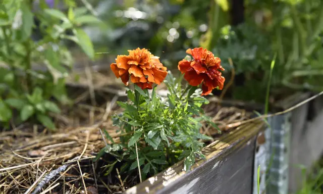 Två orange tagetesblommor i en pallkrage, omgivna av grönska och torrt gräs. Hoppas sniglar inte hittar hit.