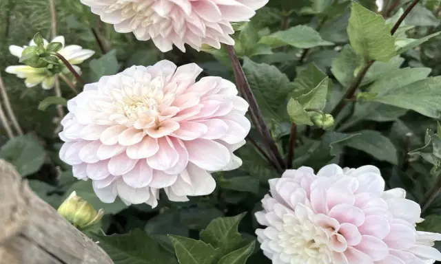 Vackra ljusrosa dahlior i kruka utomhus, med gröna blad och knoppar som växer fram.