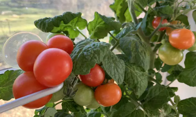 En tomatplanta med mogna och gröna tomater, en ovanlig syn med så tomater i januari.