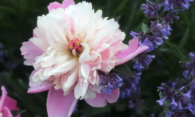 En stor, ljusrosa och vit pion blommar bredvid lila blommor. En liten myra klättrar på pionens blad. En vacker syn att dela pioner.