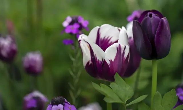 Två mörklila tulpaner, en med vita inslag, blommar i en trädgård. Snart är det dags att plantera tulpaner för nästa säsong.