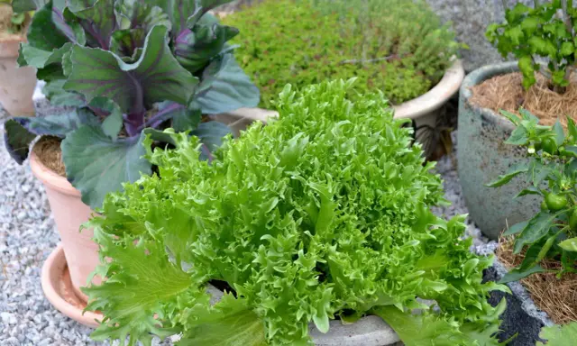 En frodig, grön krusig sallad i en kruka, redo att bli en del av en härlig besk sallad. Bredvid syns rödbladig kål och andra växter.
