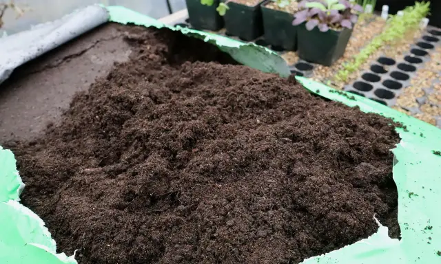 En stor hög med jord i en grön duk. I bakgrunden syns små plantor i krukor, redo för omplantering. Hoppas inga sorgmyggor larver gömmer sig där!