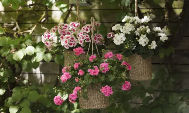 Hängande ampel med blommor i rosa och vitt. En vacker ampel blomma som lyser upp trädgården.