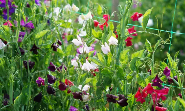 En frodig rabatt med blommor i lila, vita och röda nyanser. Doftande luktärter klättrar på ett nät.