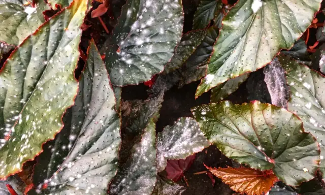 Närbild på gröna blad med röda kanter och små vita prickar som ser ut som frost.