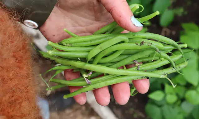 En hand håller en nyskördad hög med gröna haricots verts. Det är en härlig känsla att odla haricots verts och se resultatet.