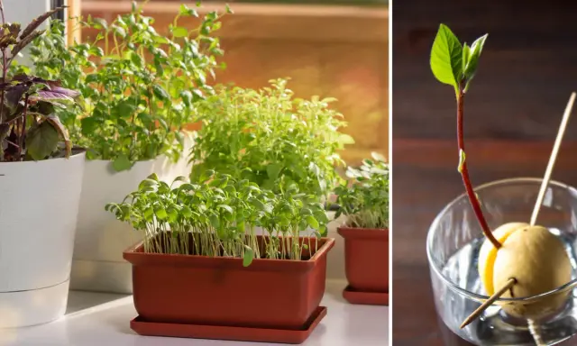 Odla kryddor inomhus: gröna plantor i krukor och en avokadokärna som spirar i ett glas vatten.