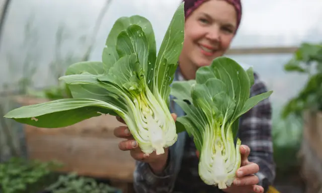 Glad odlare visar upp färsk pak choi som blommar i växthuset.