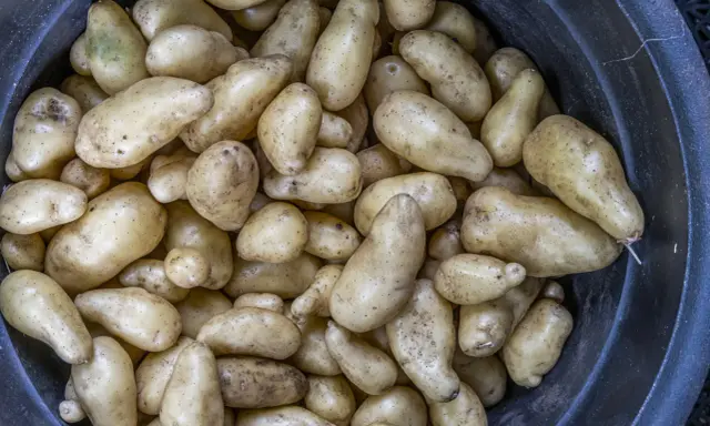 En stor mängd färskpotatis, vissa med lite skorv på, ligger i en mörk balja.