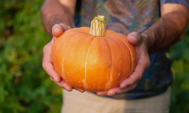 Här är en vackert orange pumpa som hålls i händerna, ett bevis på att det går att odla pumpa i kruka.