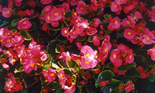 En tät matta av rosa begonia utomhus, med sina karaktäristiska gula mittpunkter, skapar en färgexplosion.