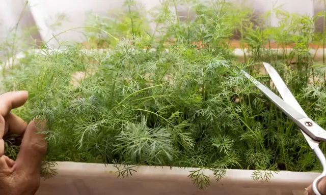 En hand håller dillplantor för att klippa dem med en sax. Det är enkelt att odla dill i kruka inomhus för färska kryddor året runt.