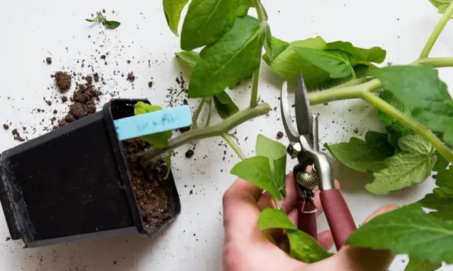 En hand beskär en tomatplanta med sekatör. Jord ligger utspridd runt krukan och plantan, vilket kan tyda på ohyra på tomatplantor.