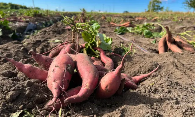 Färska, röda sötpotatisar ligger uppgrävda ur jorden på ett fält. En del av plantan syns fortfarande.