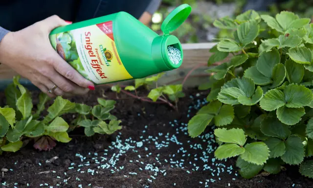 En hand sprider blå korn från en grön flaska runt jordgubbsplantor. Produkten är effektiv mot sniglar.