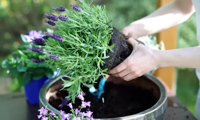 Händer planterar en doftande lavendel i kruka. Snart sprider sig den lila skönheten i trädgården.