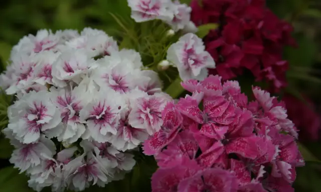 Vackra perenner som blommar hela sommaren i vitt, rosa och mörkt rött. En färgexplosion i trädgården.