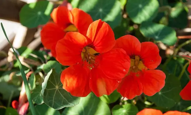 Färgglad buskkrasse i kruka med sina karaktäristiska orange blommor och runda blad.