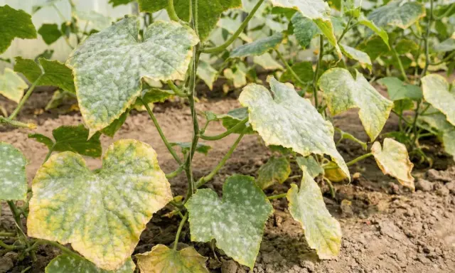 Gurkplantans blad är täckta av ett vitt puder, ett tydligt tecken på **downy mildew** (mjöldagg). Bladen gulnar och vissnar.