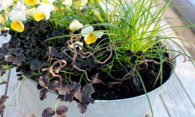 Vacker plantering med penséer, mörkt klöver och gräs att odla i kruka. En fin dekoration på altanen.