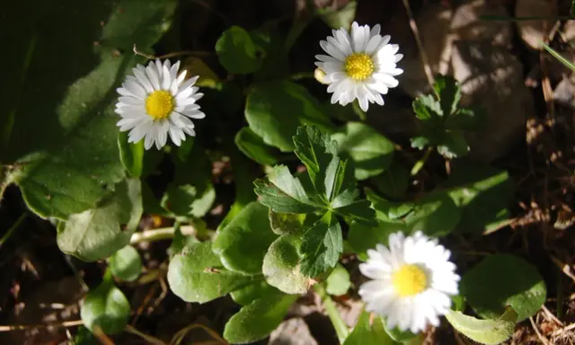Tre små vita blommor, bellis perennis, med gula mittar lyser upp i grönska och solljus.