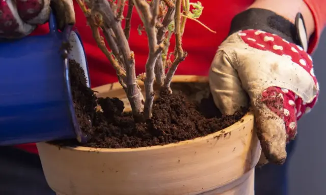 Händer med trädgårdshandskar planterar om pelargoner i en terrakottakruka med ny jord.