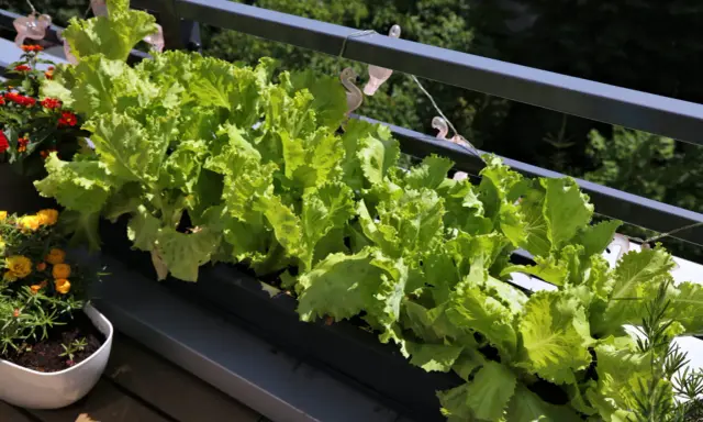 Fräsch sallad växer i en balkonglåda, perfekt för att odla sallad i kruka. Bredvid syns blommor i krukor.