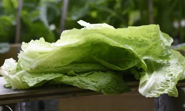 Färska blad av romansallad, nyskördade och redo att ätas. En påminnelse om att romansallad odla är enkelt och givande.