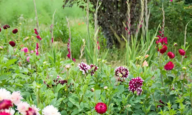 En blomstrande rabatt med dahlior och gladiolus. En vacker mieczyk ogrodowy i full blom.