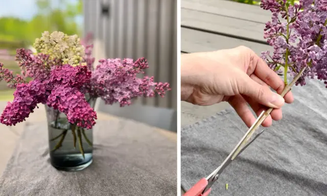 En bukett med fina blommor i en vas och en hand som klipper en syrenkvist.
