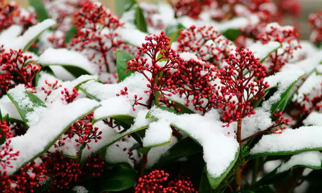 Röda bär på skimmia täckta av snö. Vackert trots skimmia minusgrader.