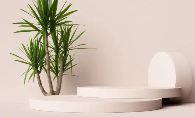 En grön palm i kruka utomhus, placerad bredvid två runda, ljusrosa podium.
