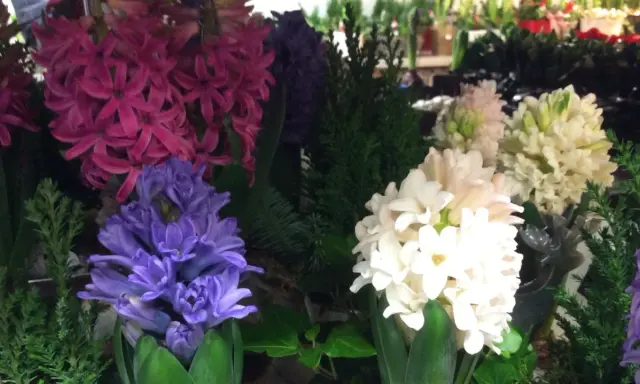 Vackra hyacinter i lila, rosa och vita nyanser, perfekta för julstämning.