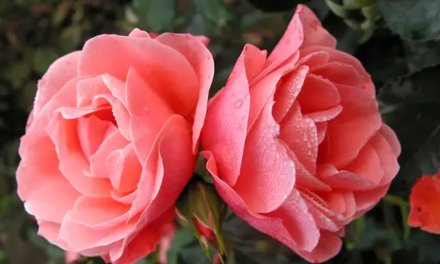 Två rosa rosor med daggdroppar på kronbladen. En knopp anas. Remonterande rosor i morgonsolen.