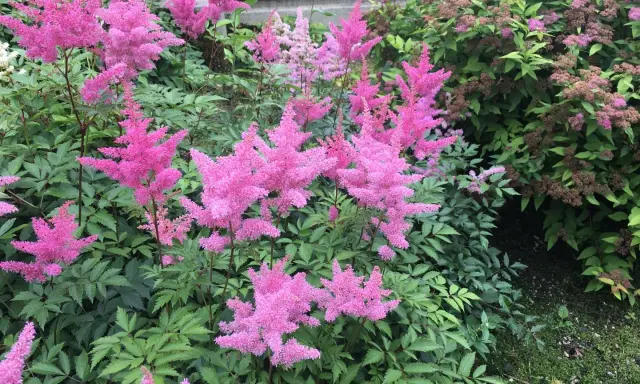 Flerfaldiga, fluffiga rosa astilbe i kruka blommar frodigt bland gröna blad.