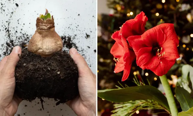 Händer planterar en amaryllis. Bredvid syns en vacker röd amaryllisblomma med julbelysning i bakgrunden.