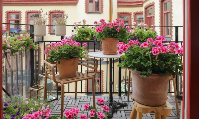 En balkong fylld med blommor, där årets pelargon lyser i rosa nyanser. En stol och ett litet bord skapar en mysig plats bland krukorna.