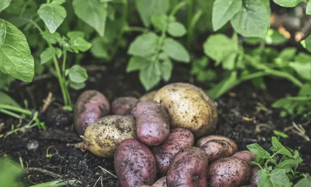 Nyskördade potatisar, både röda och gula, ligger i jorden bland gröna blad. En härlig kupa potatis redo att tillagas.