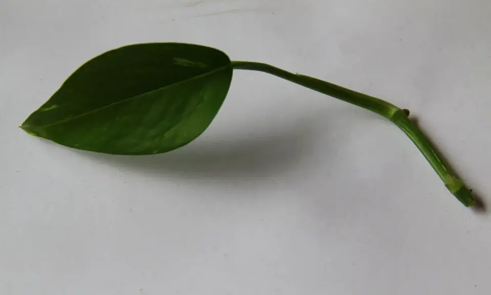 En grön gullranka stickling med ett blad ligger på ett vitt underlag.