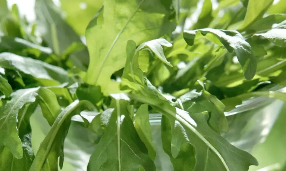 En närbild av färska, gröna blad som liknar pak choi, med solljus som lyser igenom.