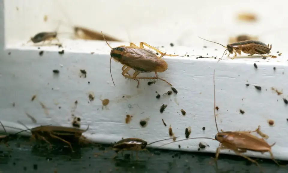Flera kackerlackor kryper på en vit yta, vilket indikerar skadedjur inomhus. Mörka prickar, troligen spillning, syns överallt.