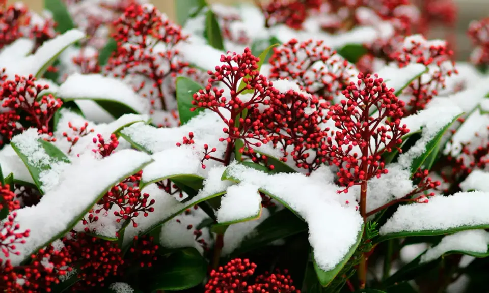 Röda bär på skimmia täckta av snö. Vackert trots skimmia minusgrader.