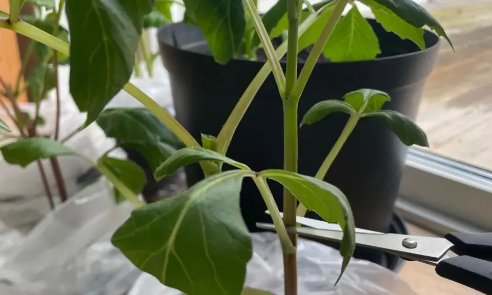 En sax klipper av en gren för att toppa dahlia. Gröna blad och mörka stjälkar syns.