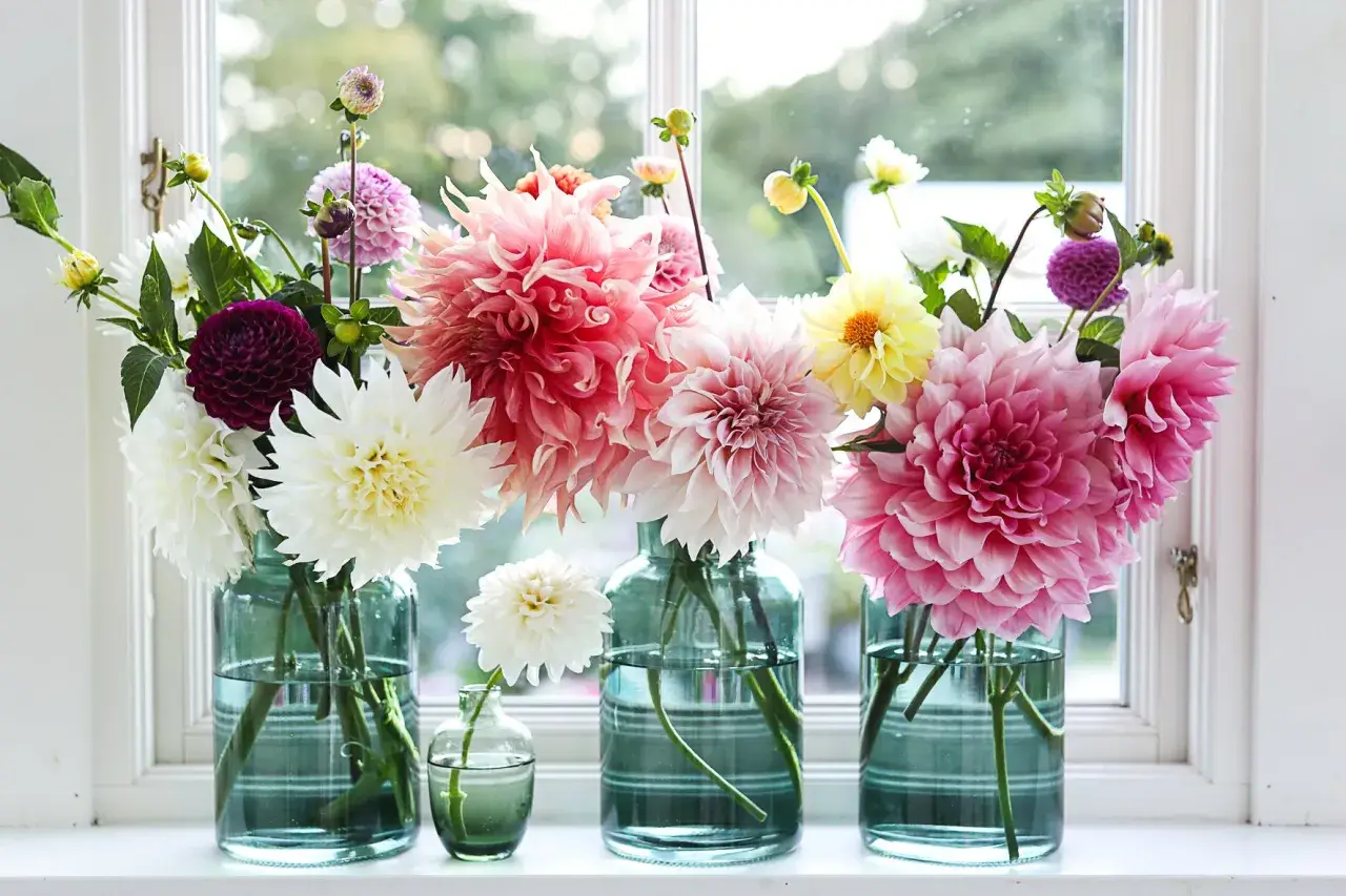 Vaser med blommor i olika färger, som vita, rosa och lila dahlior. En påminnelse om att plantera dahlia för en vacker sommar.