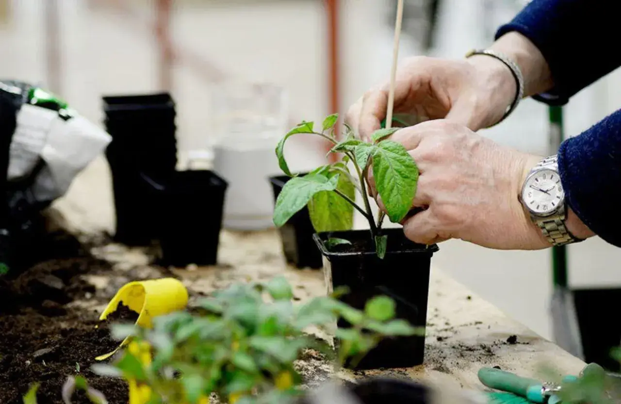Händer som planterar ut tomater i svarta krukor. Jord och små plantor ligger utspridda på bordet.