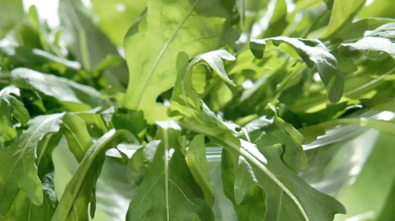 En närbild av färska, gröna blad som liknar pak choi, med solljus som lyser igenom.