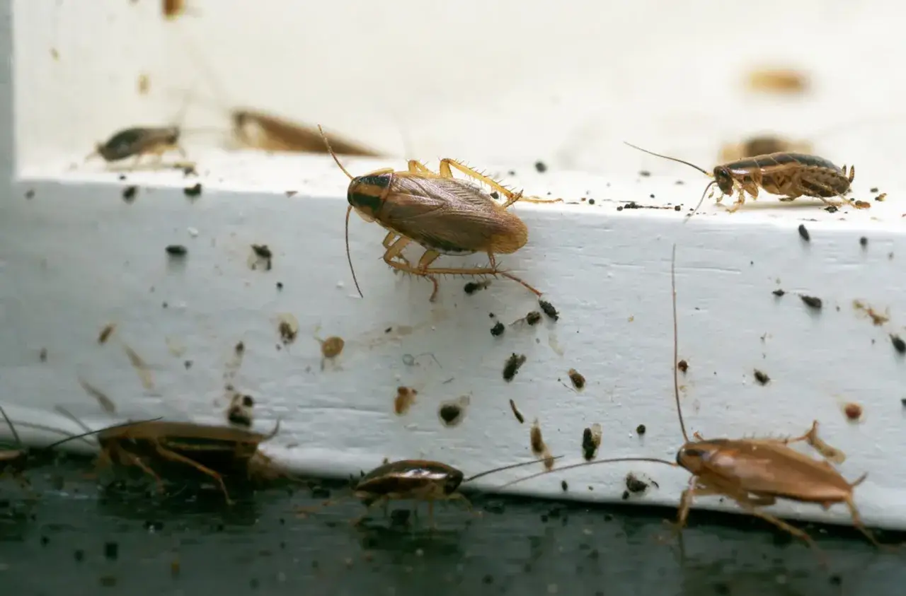 Flera kackerlackor kryper på en vit yta, vilket indikerar skadedjur inomhus. Mörka prickar, troligen spillning, syns överallt.