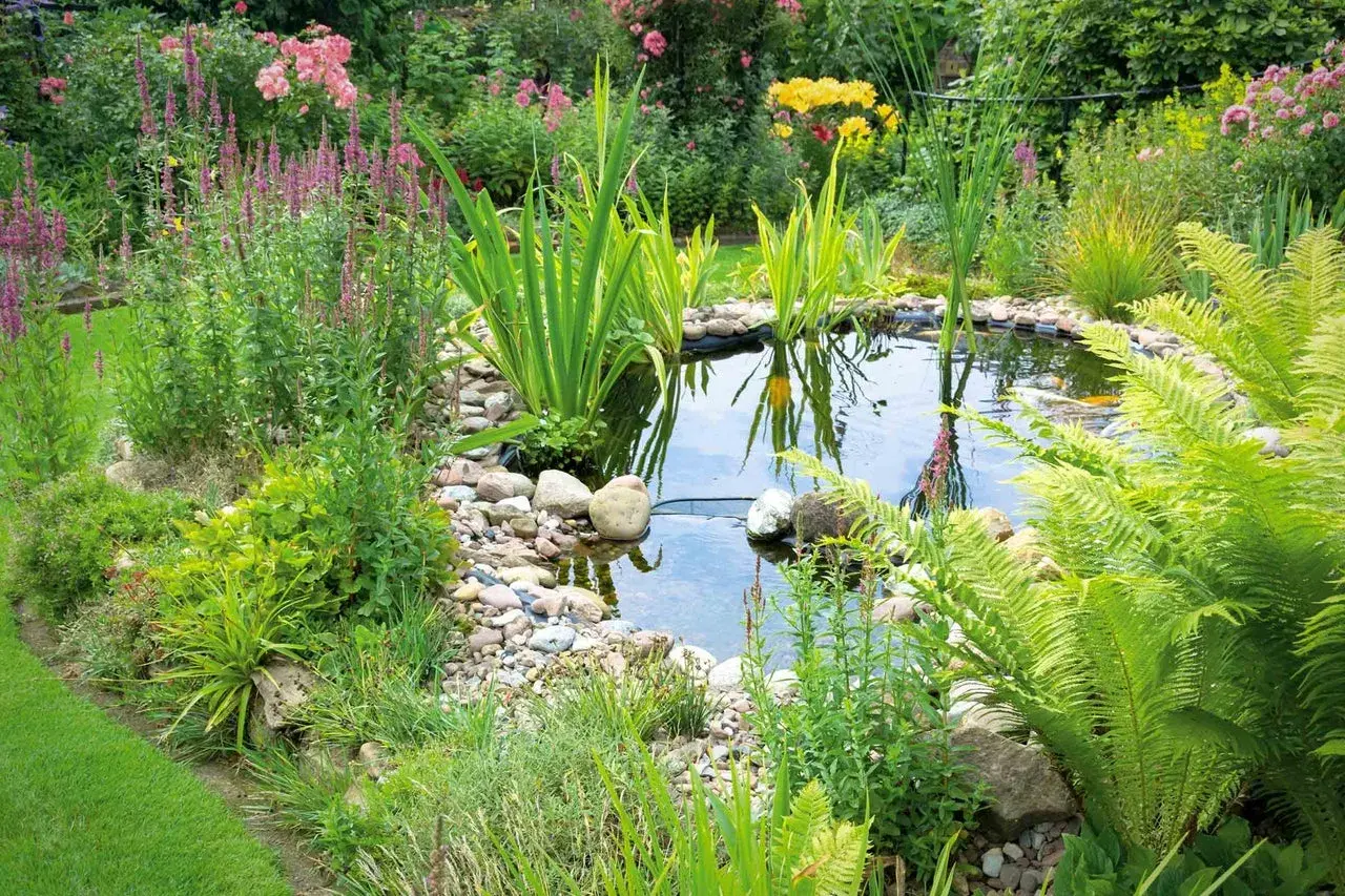 En vacker trädgårdsdamm med frodig grönska, blommor och guldfiskar. En dröm för den som vill bygga damm.