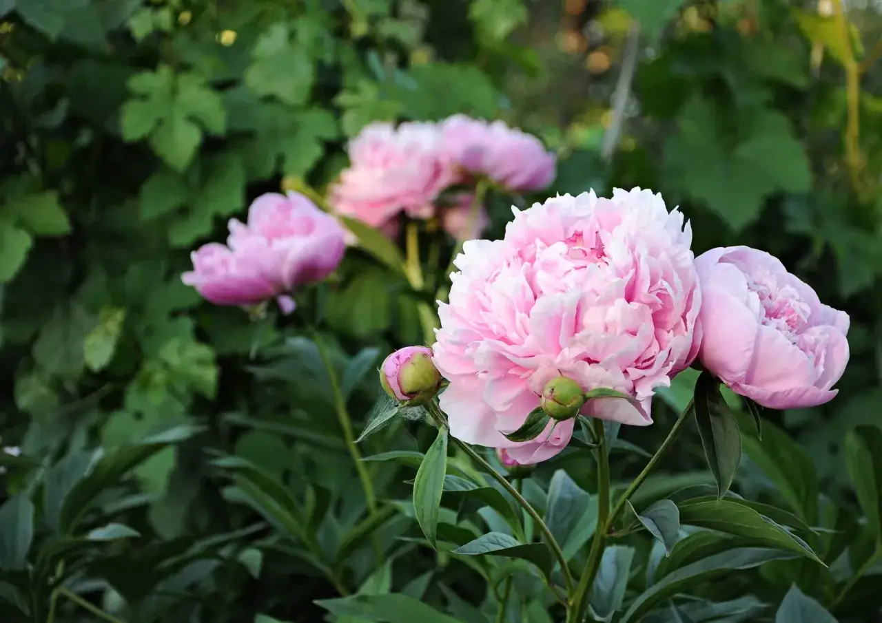 Rosa pioner blomningstid i full prakt. Mjuka kronblad och gröna blad skapar en drömsk scen.